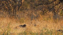 vignette Botswana_2017_1272.jpg 