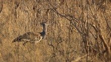 vignette Botswana_2017_1273.jpg 