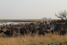 vignette Botswana_2017_1277.jpg 