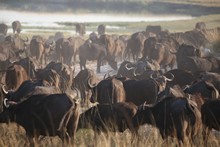 vignette Botswana_2017_1281.jpg 