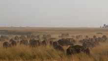 vignette Botswana_2017_1309.jpg 