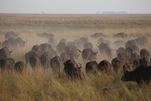 vignette Botswana_2017_1313.jpg 