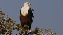 vignette Botswana_2017_1332.jpg 