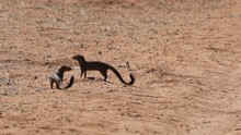 vignette Botswana_2017_1345.jpg 