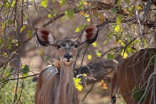 vignette Botswana_2017_1380.jpg 