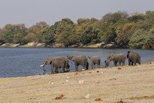 vignette Botswana_2017_1398.jpg 