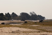 vignette Botswana_2017_1403.jpg 