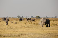 vignette Botswana_2017_1410.jpg 