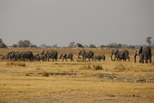 vignette Botswana_2017_1413.jpg 