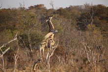 vignette Botswana_2017_1430.jpg 