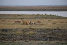 vignette Botswana_2017_1438.jpg 