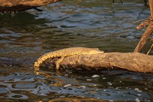 vignette Botswana_2017_1666.jpg 