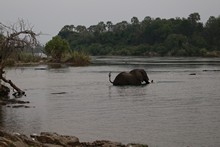 vignette Botswana_2017_1731.jpg 