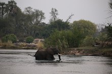 vignette Botswana_2017_1747.jpg 