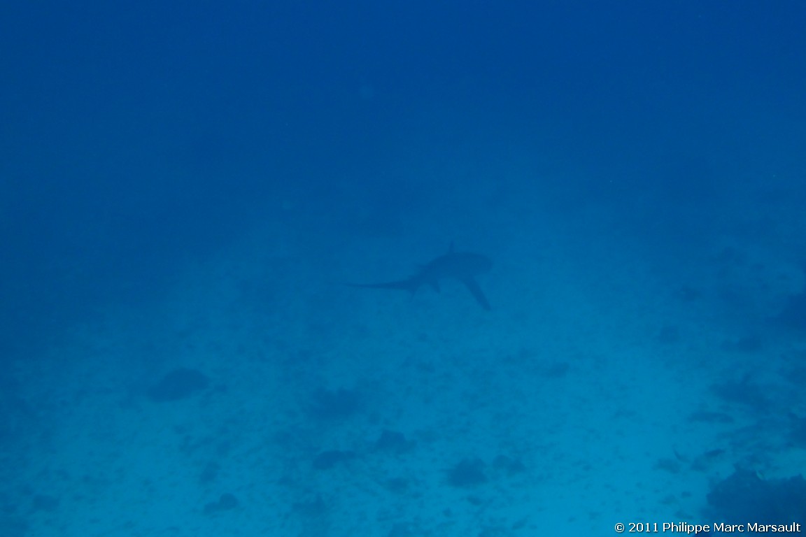 /ecran/Indonesie_2011_0269.jpg