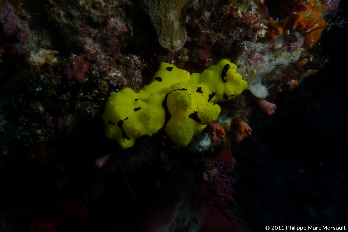 /ecran/Indonesie_2011_0341.jpg