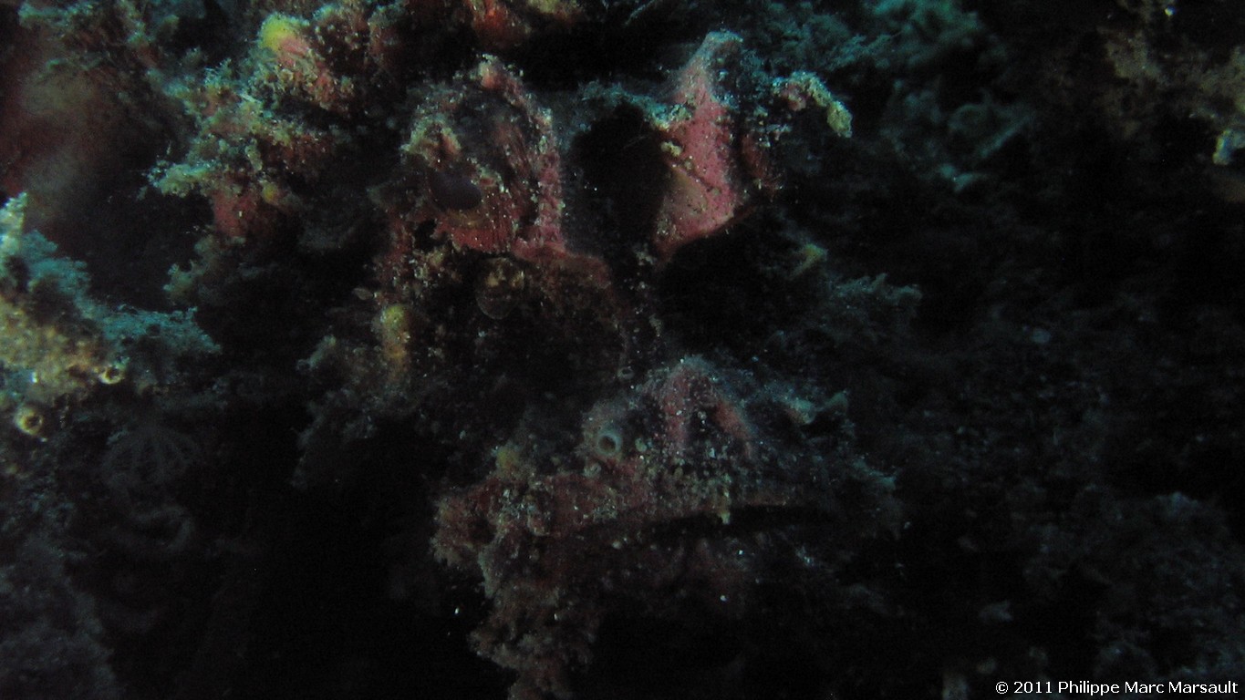/ecran/Indonesie_2011_0655.jpg