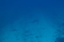 vignette Indonesie_2011_0269.jpg 
