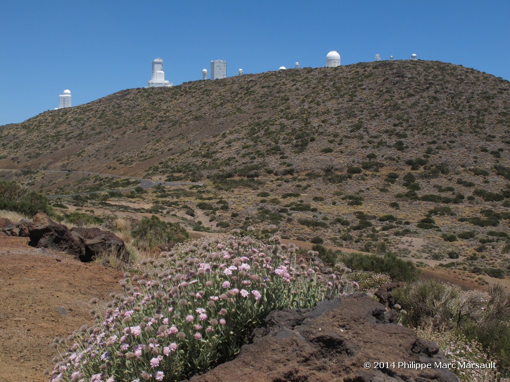 /ecran/Canaries_2014_0086.jpg