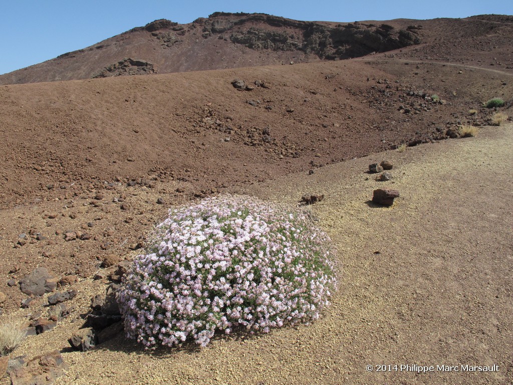 /ecran/Canaries_2014_0270.jpg