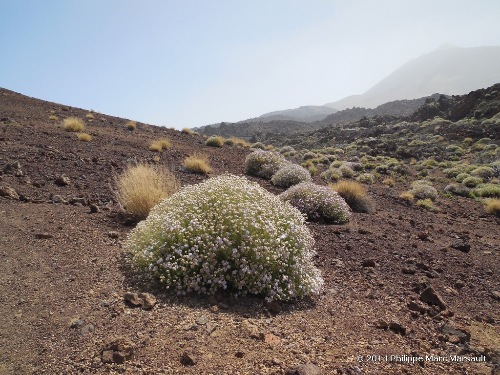 /ecran/Canaries_2014_0284.jpg