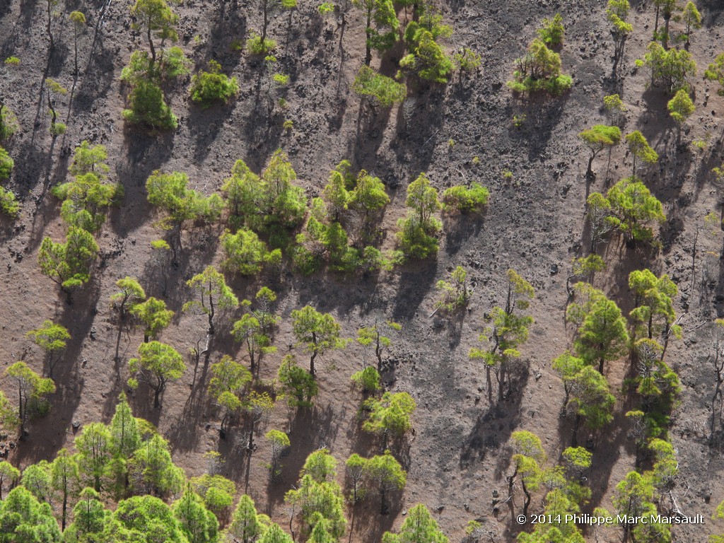 /ecran/Canaries_2014_0469.jpg