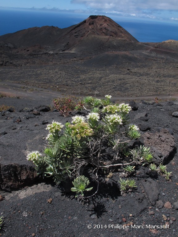 /ecran/Canaries_2014_0477.jpg