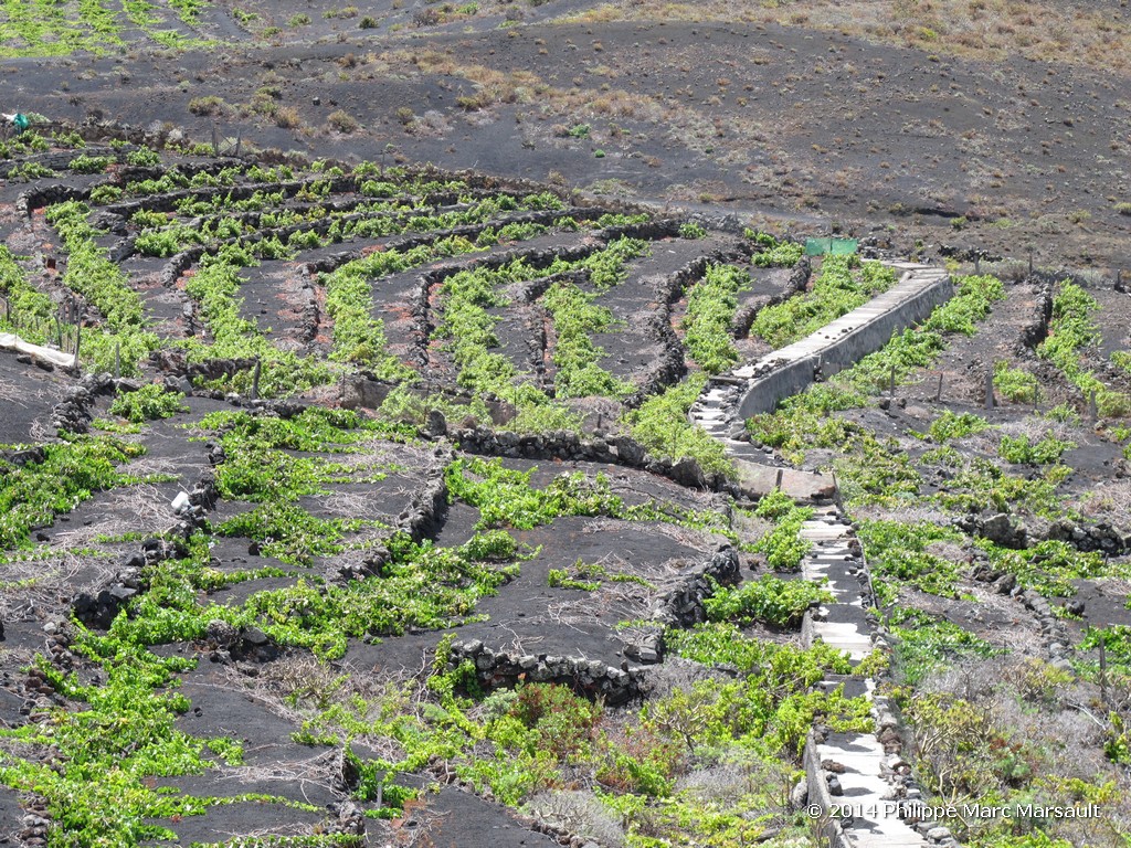 /ecran/Canaries_2014_0478.jpg