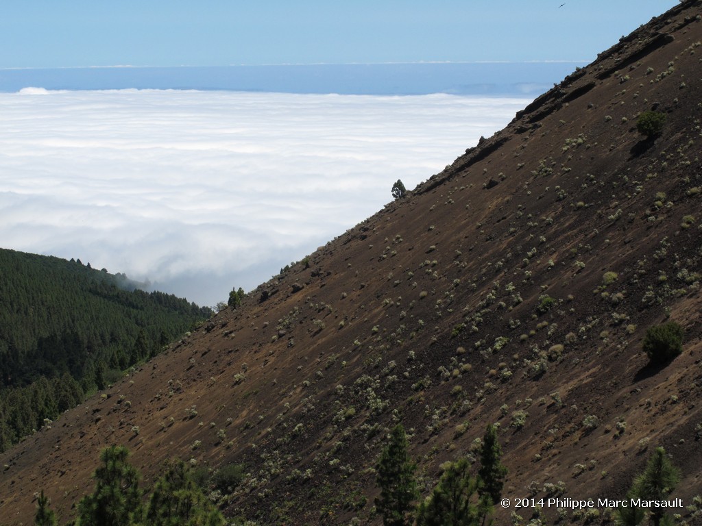 /ecran/Canaries_2014_0554.jpg