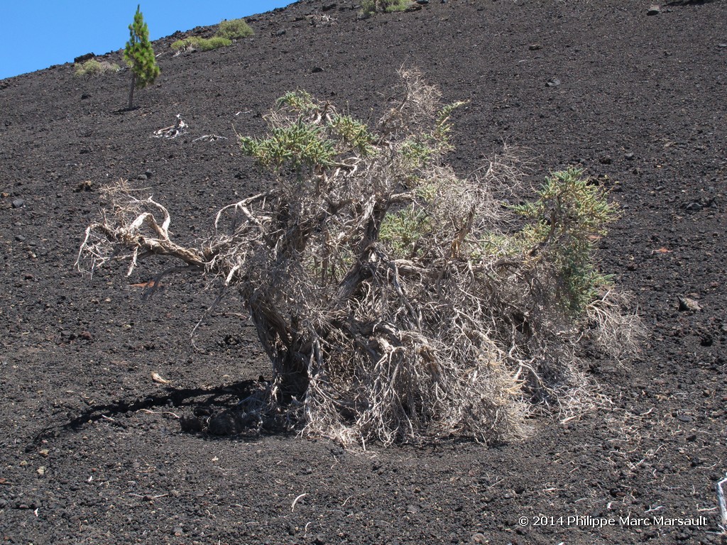 /ecran/Canaries_2014_0766.jpg