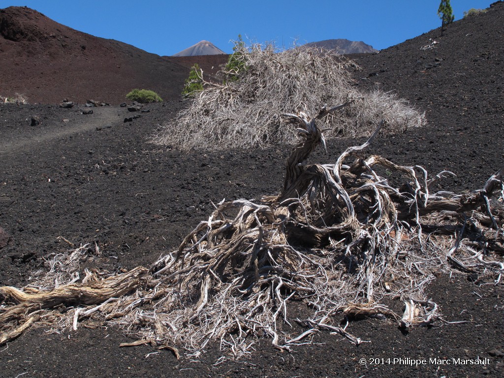 /ecran/Canaries_2014_0768.jpg