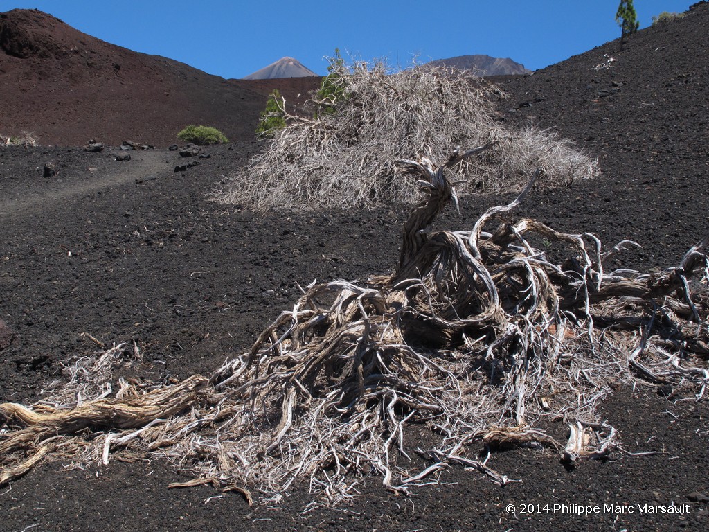 /ecran/Canaries_2014_0768.jpg