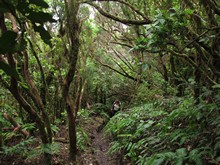 vignette Canaries_2014_0220.jpg 
