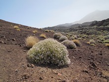 vignette Canaries_2014_0284.jpg 