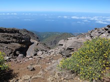vignette Canaries_2014_0446.jpg 