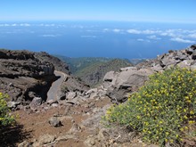 vignette Canaries_2014_0446.jpg 