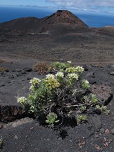 vignette Canaries_2014_0477.jpg 