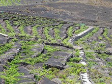 vignette Canaries_2014_0478.jpg 