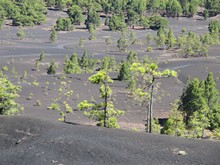 vignette Canaries_2014_0542.jpg 