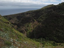 vignette Canaries_2014_0597.jpg 