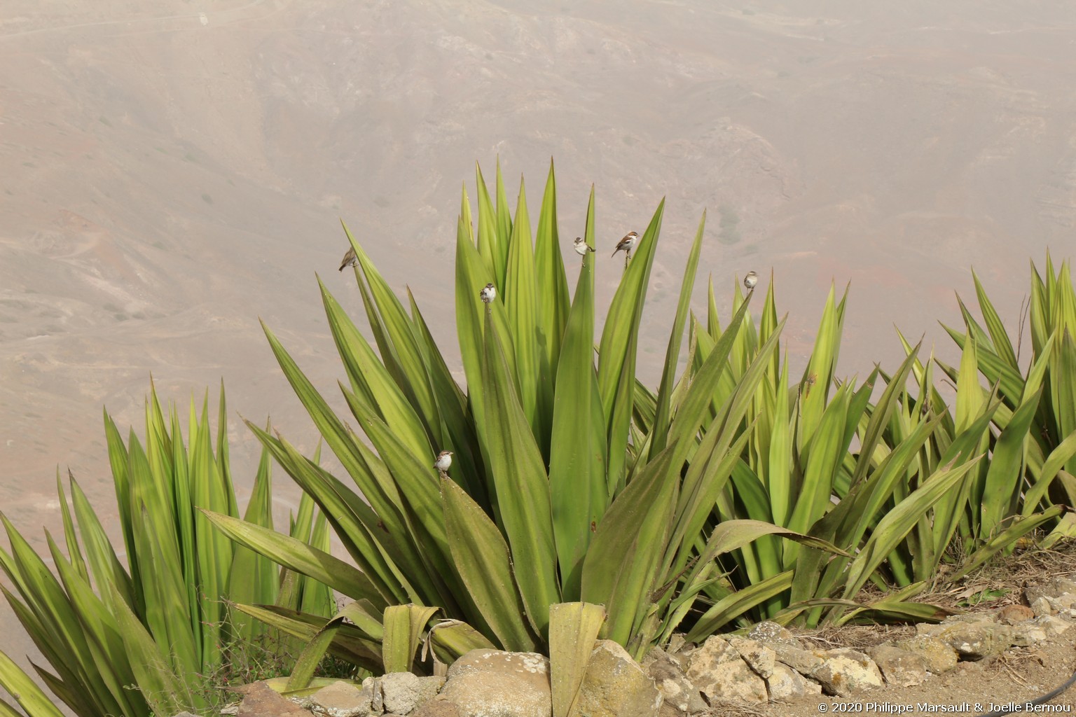 /ecran/Cap_Vert_2020_0933.jpg