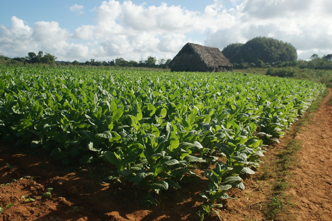 /ecran/Cuba_2013_0391.jpg