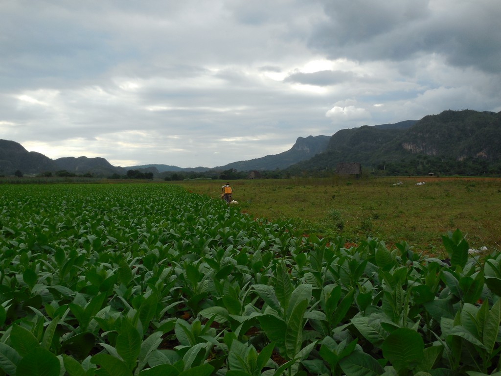 /ecran/Cuba_2013_0536.jpg