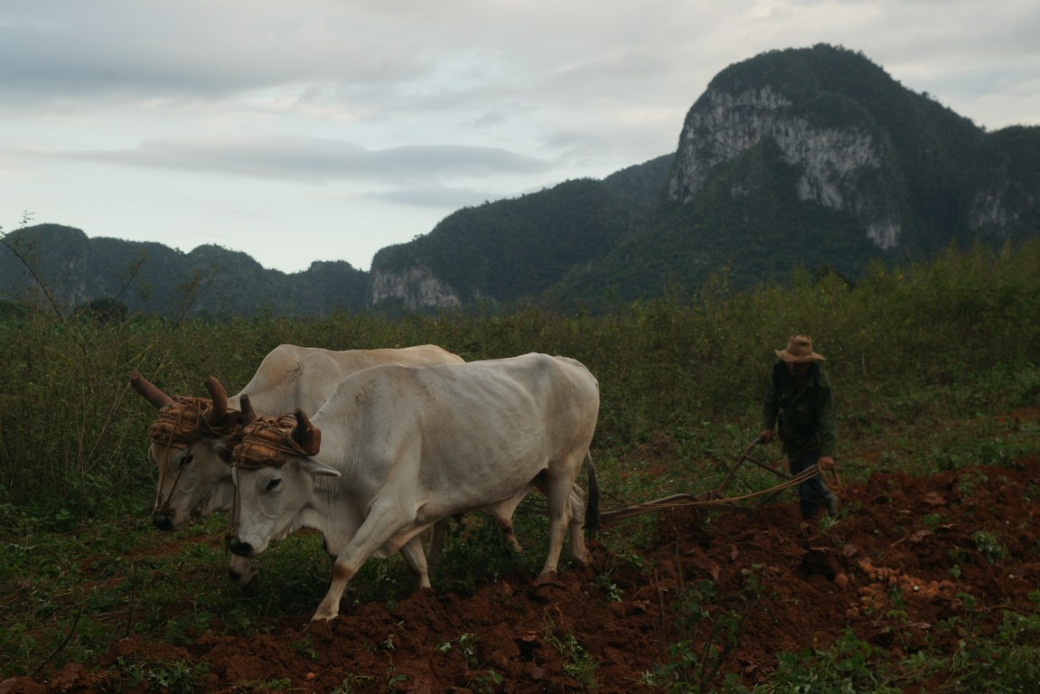 /ecran/Cuba_2013_0596.jpg