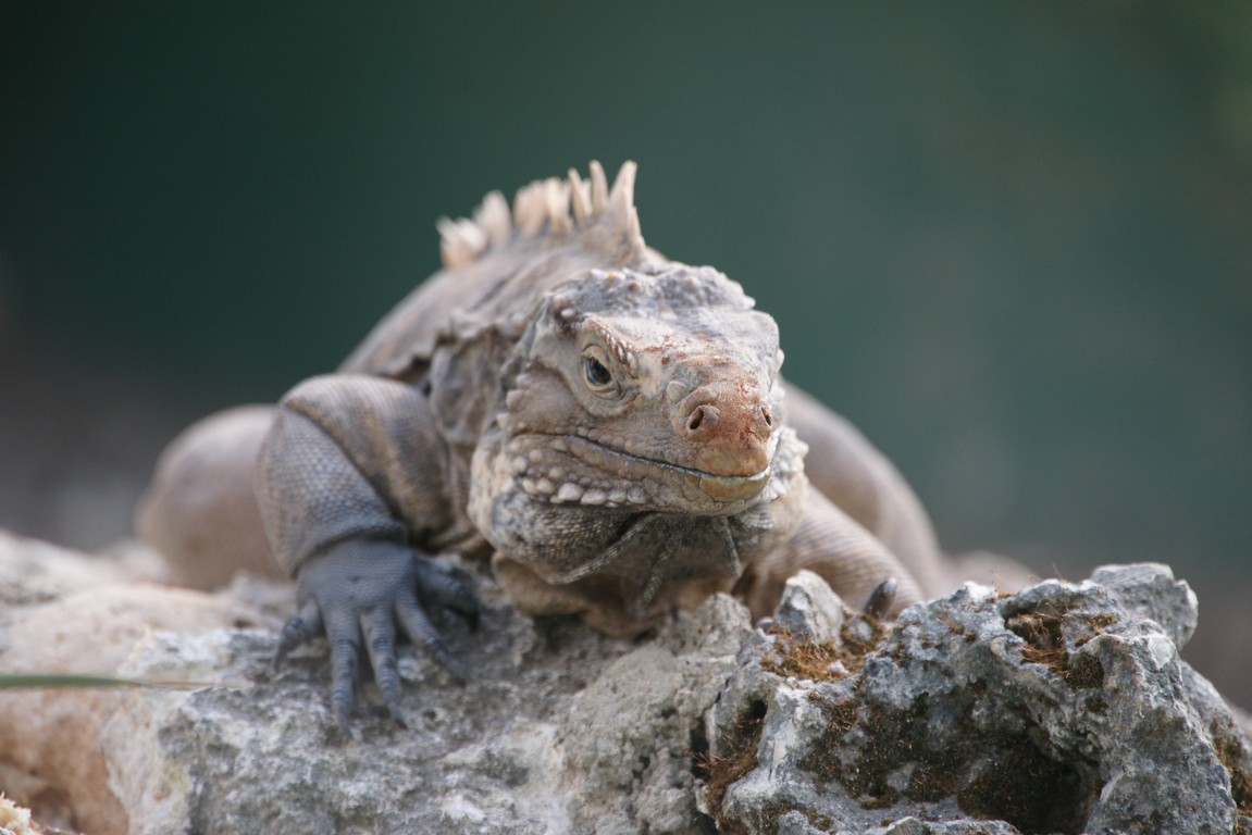 /ecran/Cuba_2013_0782.jpg