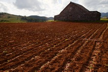 vignette 2025_Cuba3_0151.jpg 