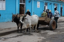 vignette 2025_Cuba3_0211.jpg 