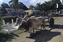 vignette 2025_Cuba3_0848.jpg 