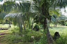vignette 2025_Cuba3_0922.jpg 