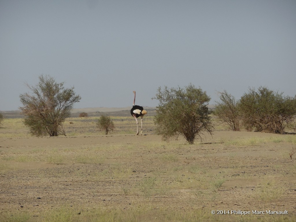 /ecran/Ethiopie_2014_0485.jpg